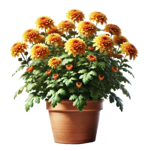 chrysantheme tombe-nette